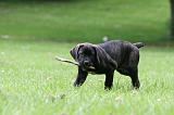 CANE CORSO 1227